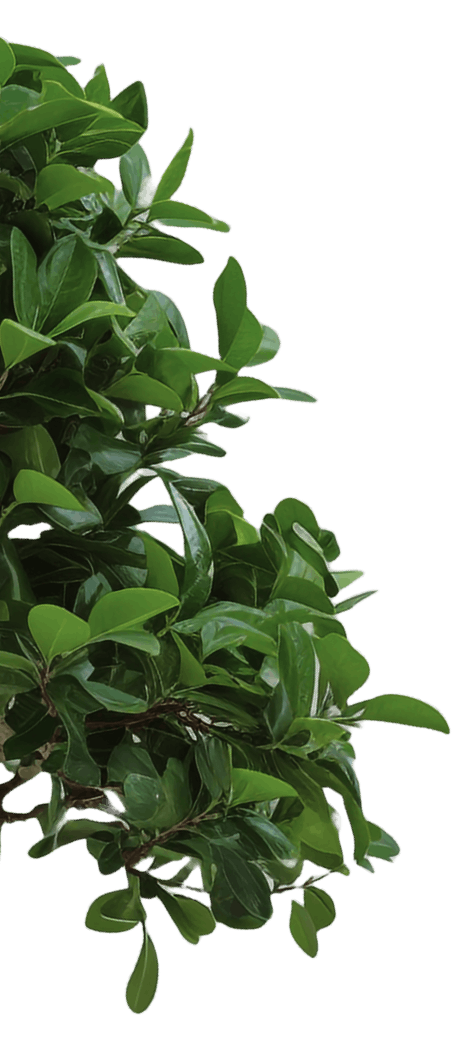 prodevelopment tree