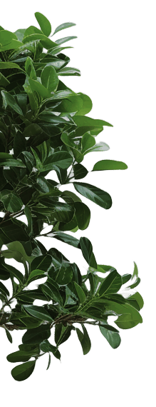 prodevelopment tree